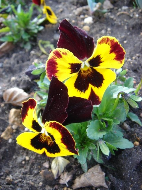 Viola hybride 'Supreme jaune a ailes rouges'
